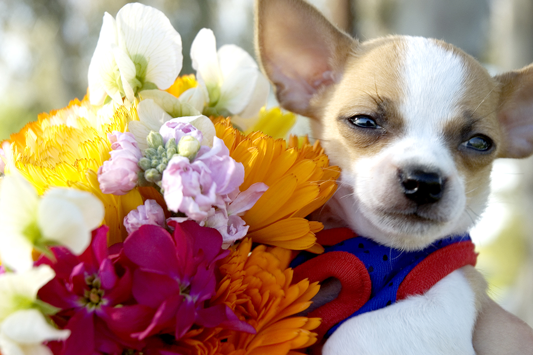 This Dog Is Dead Now.