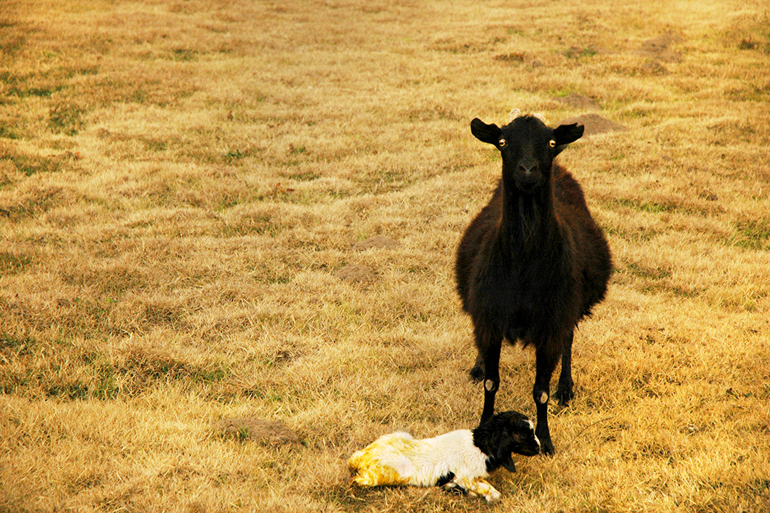 Goat Birth.